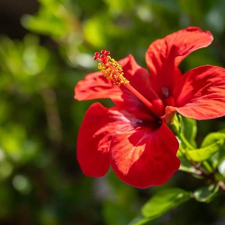 Апарт отель Jera Holiday Collection-Vulcano Вулкано Экстерьер фото